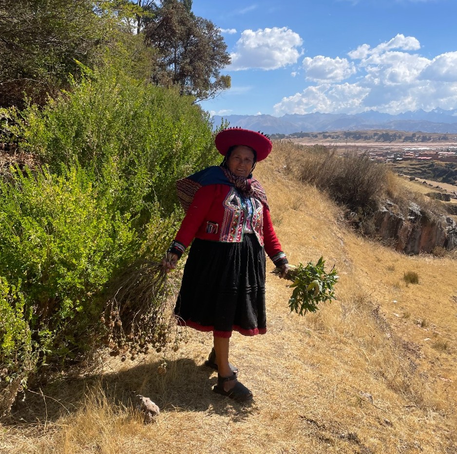 Artisan gathering dye plants above the valley