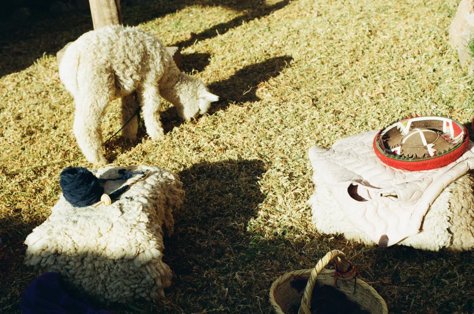 Baby alpaca beside a spindle and blue wool resting on a fleece